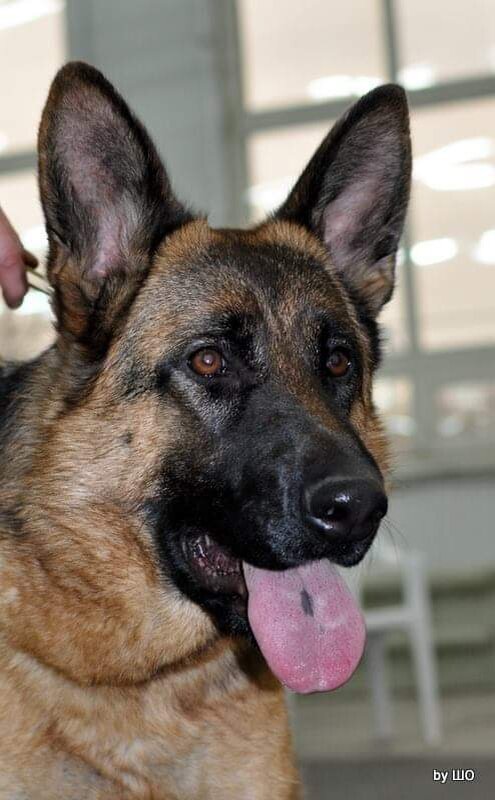 Немецкая овчарка. Фото моё, с выставки