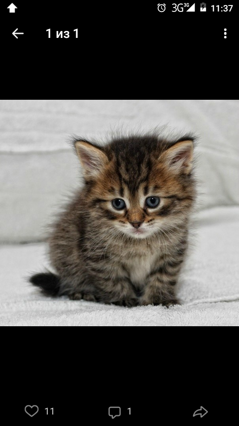 Котики бывают разные...