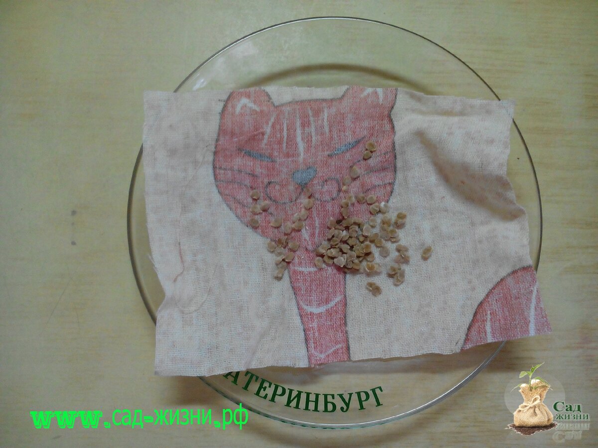 Семена томатов помещаю в тряпочку.