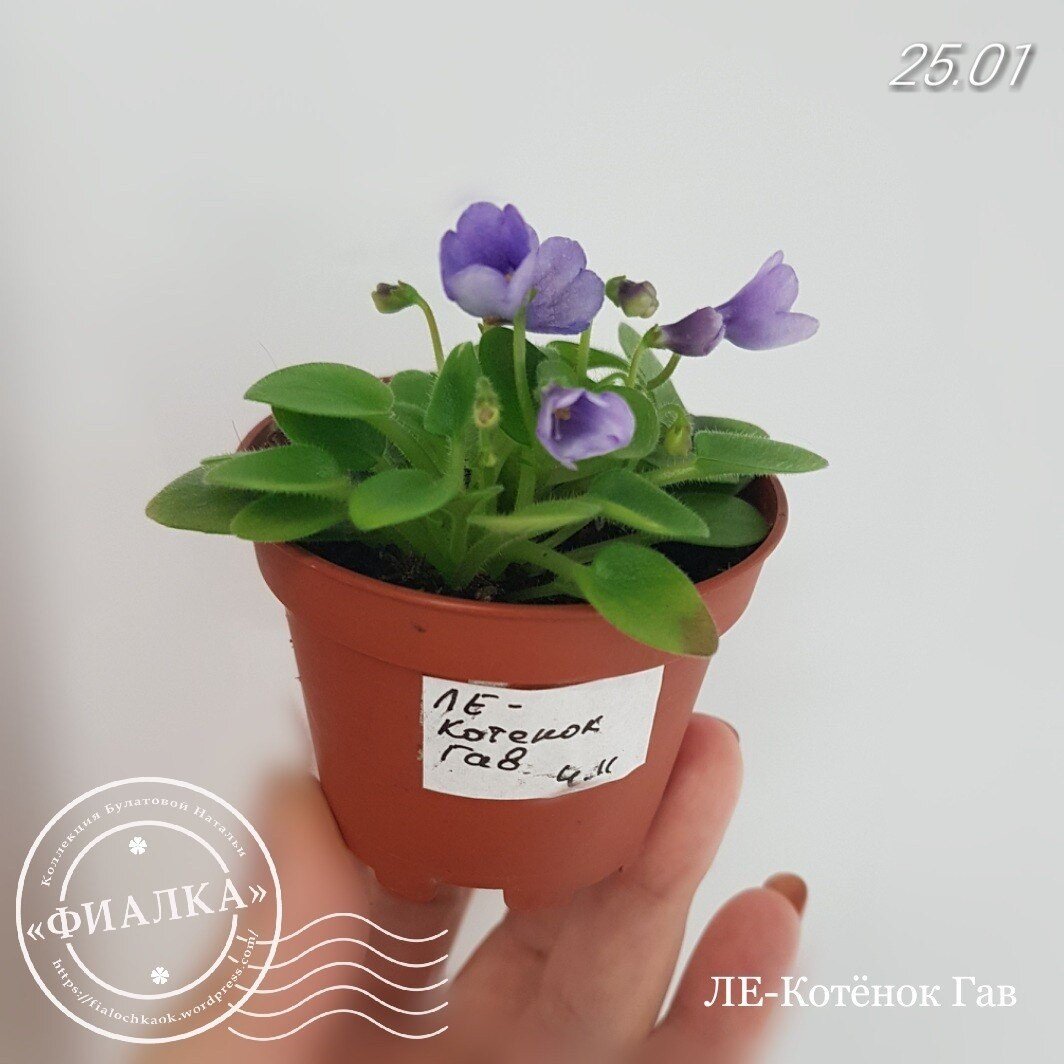 Котёнок в фиалках. Котенок фиалка. Dean's kitten фиалка. Фиалка котенок мяу. Фиалка ле котенок гав.