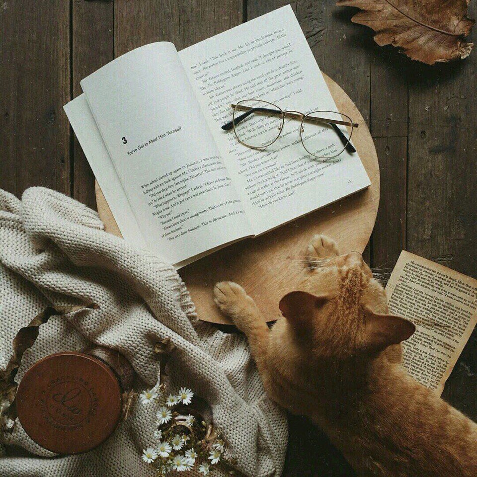 Обычный кот у обычной книги