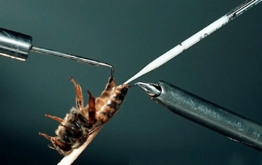 Искусственное оплодотворение пчелиной матки. Фото взято с apiworld.ru