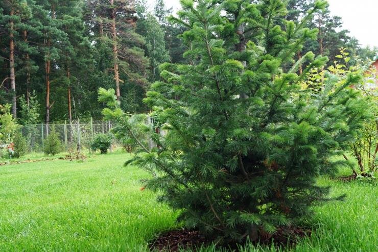 Фото с сайта antonovsad