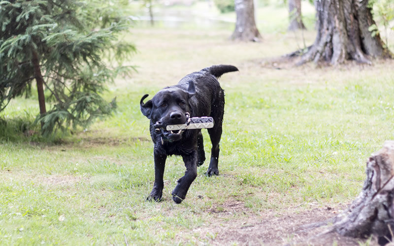 Опыт подготовки лабрадора к экзаменам на охотничий диплом был для меня очень интересным и познавательным. Фото @kinologsmirnov.ru