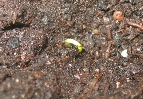 Тульский острый. Начало Жизни! Было интересно наблюдать, как из земли сначала видно лишь точку, а затем появляется росток