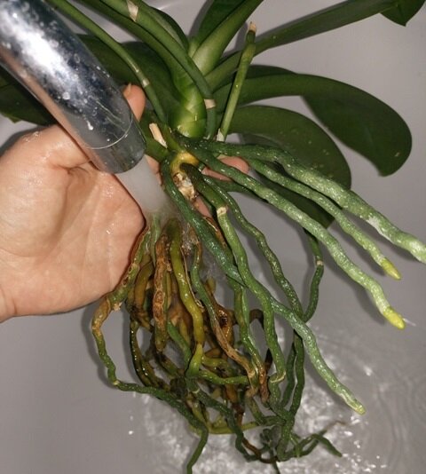 Как пересадить орхидею в вазу без субстрата.