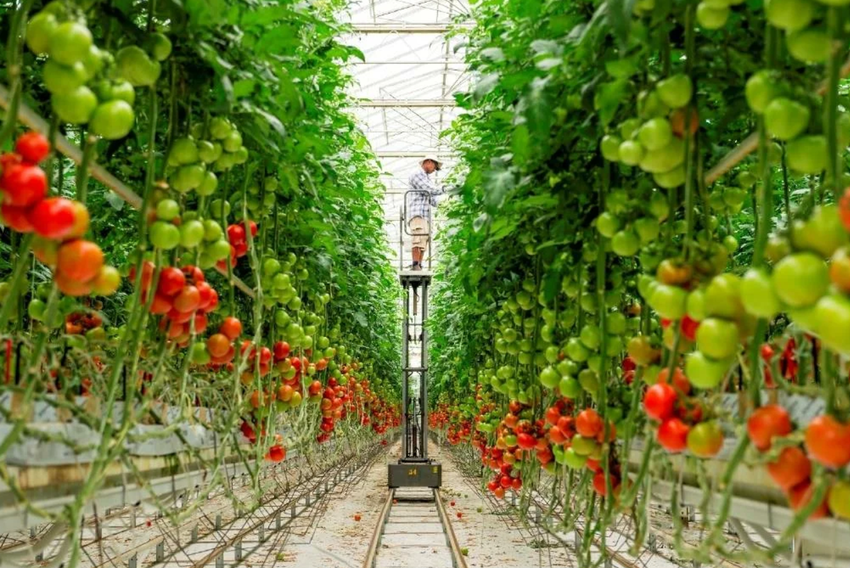 Развитие овощеводства. Помидоры ГРИНХАУС. Тепличный комплекс томатов. Овощи в теплице. Теплица с овощами.