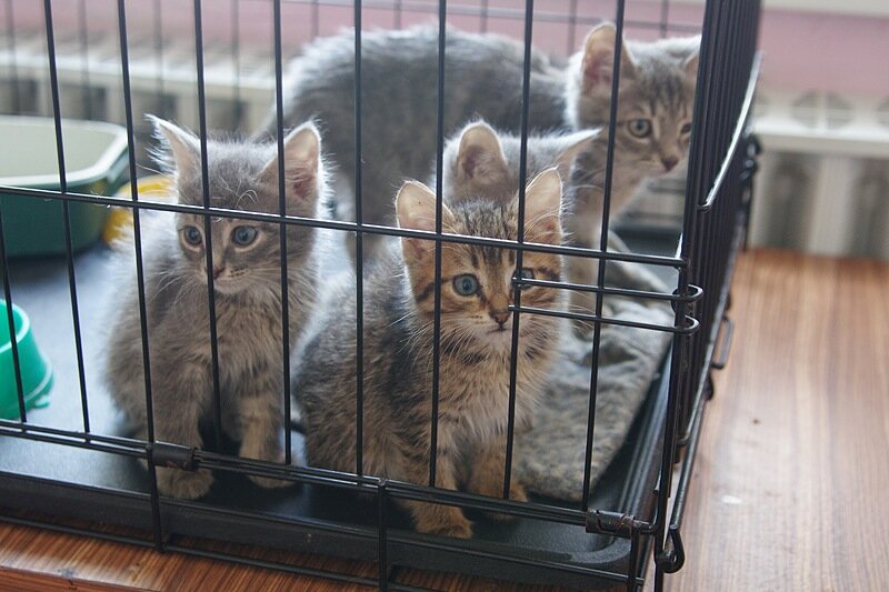 Но они сидят в клетках. (Фото из архива приюта "Друг")