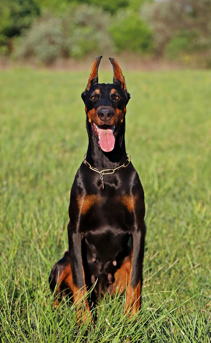 Доберман щенок. Доберман щенок. Собака доберман щенок. Доберман щенок. Собака доберман щенок.