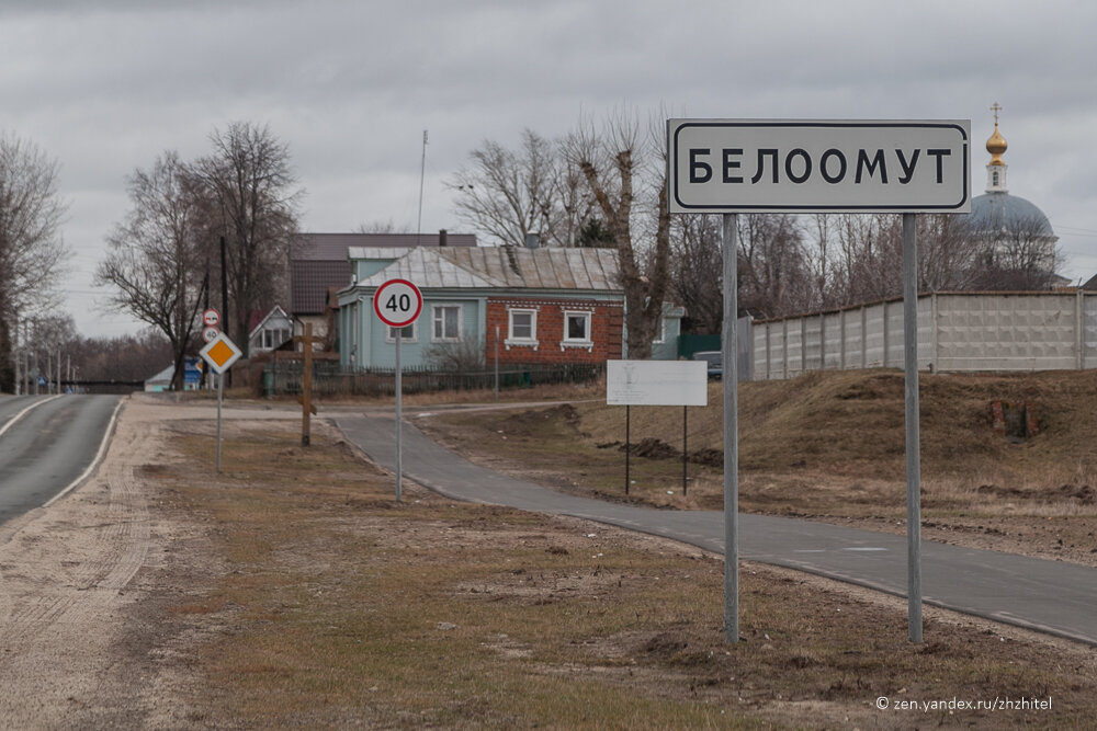 Белоомут луховицы фото