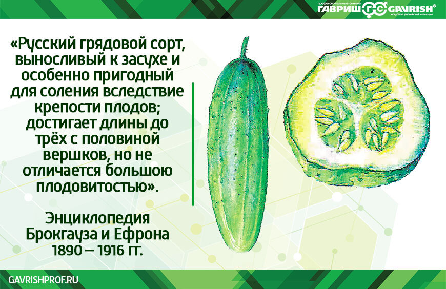 Селекция огурцов презентация