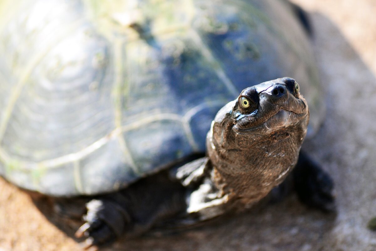 Среднеазиатская черепаха