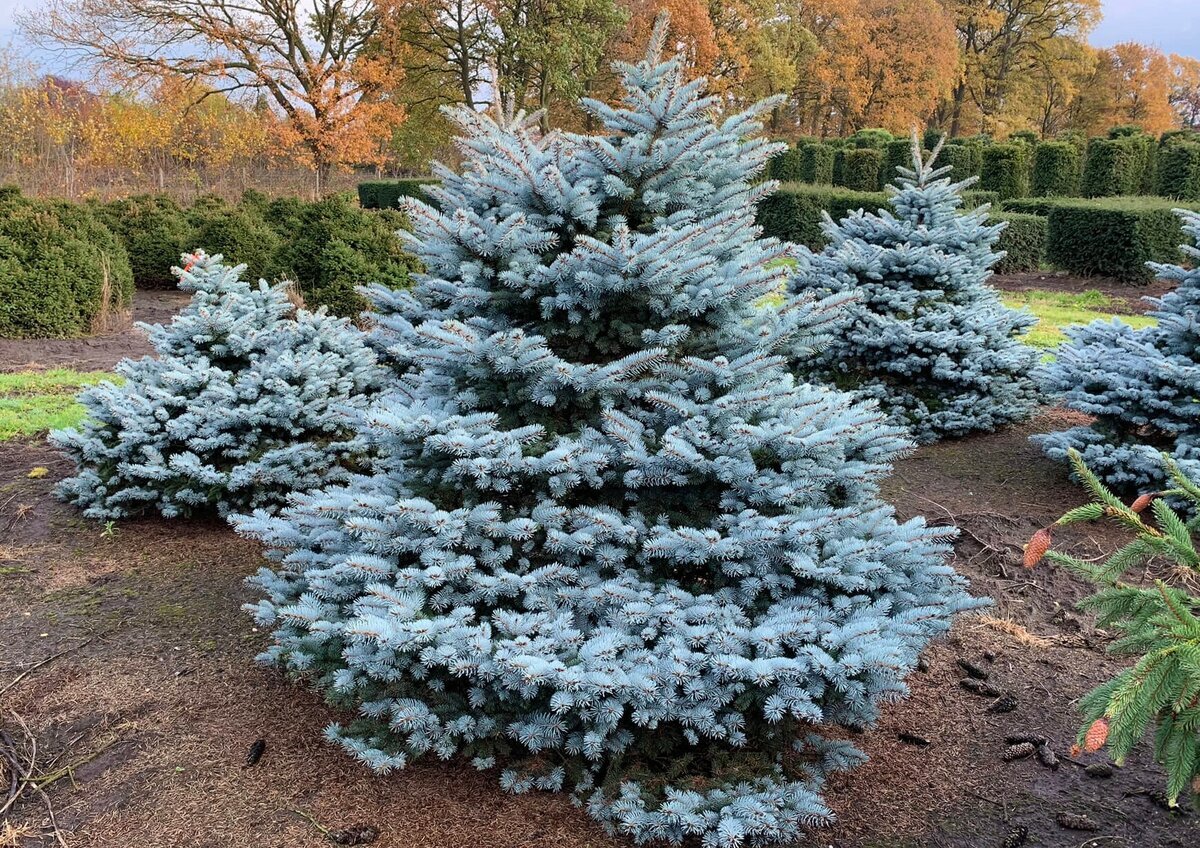 Ель колючая ф. сизая "Glauca Globosa" - популярная карликовая форма высотой до 1,5-2 м и диаметром кроны до 2-3 м. В молодости с рыхлой и неправильной, позднее с ширококонической или шаровидной, очень плотной, густой кроной. Хвоя колючая, густая, яркого серебристо-голубого цвета. Для поддержания правильной формы кроны рекомендуется формировка.
