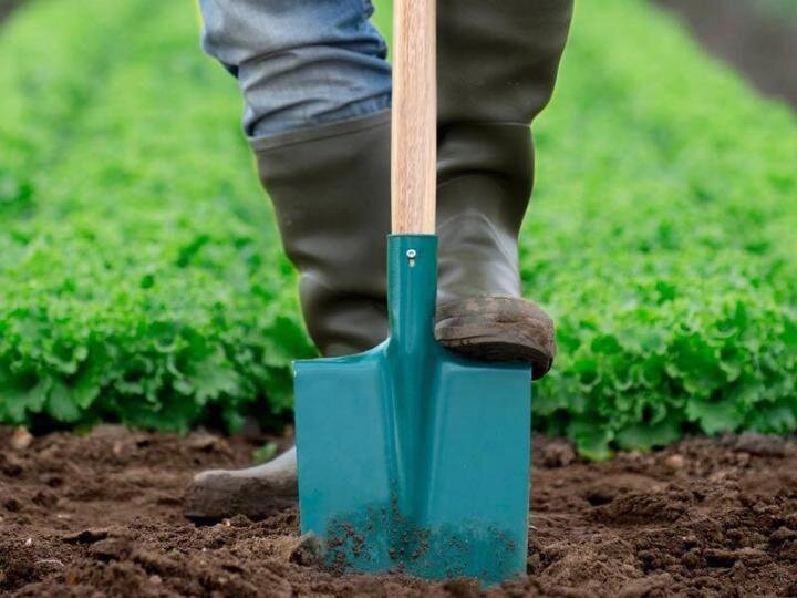 Надо ли перекапывать землю. Копка огорода. Лопата для огорода. Ручная копка огорода. Перекапывание почвы.