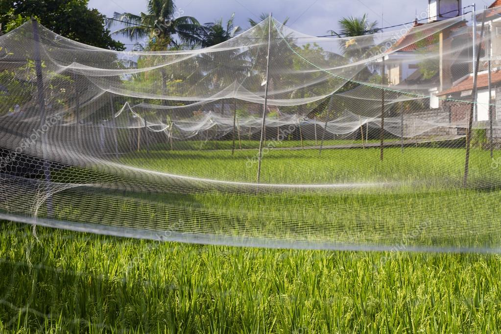 сетки над посадками 