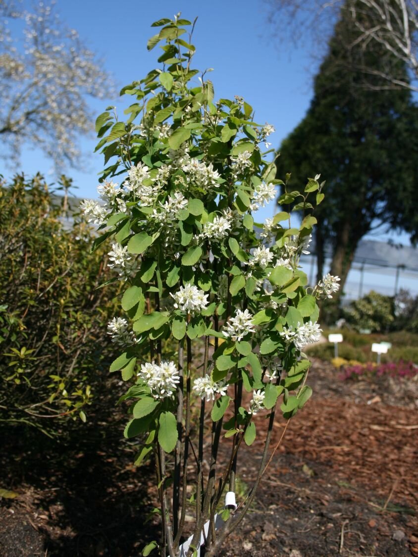 Саженец ирга канадская. Ирга ольхолистная Amelanchier alnifolia. Ирга колосистая Amelanchier spicata. Ирга, Amelanchier. Ирга ольхолистная Красноярская.