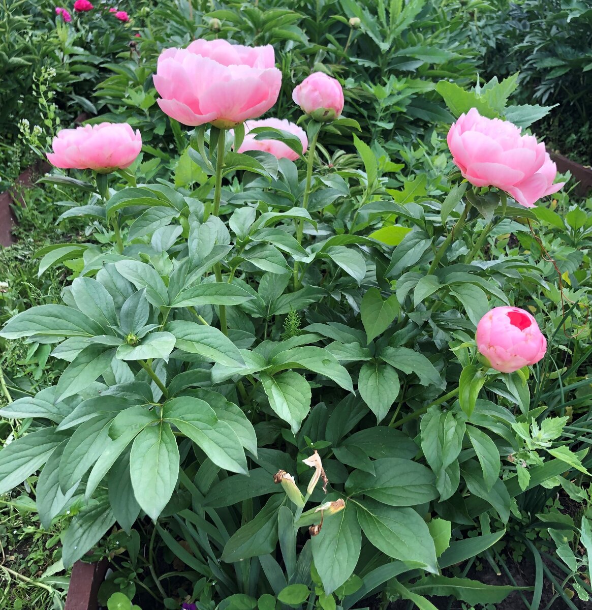 Пион Салмон Шиффон Paeonia Salmon Chiffon