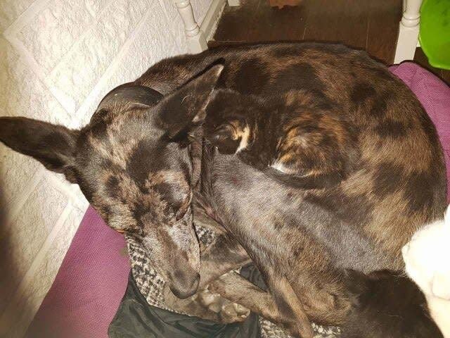 Фото с сайта https://boltai.com/topics/najdi-domashnee-zhivotnoe-na-foto-17-masterov-maskirovki/