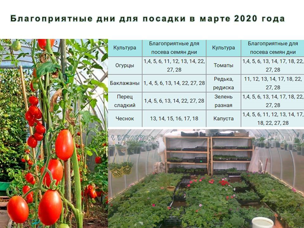 При какой температуре земли сажают помидоры. Томаты в теплице из поликарбоната. Рассада в теплице из поликарбоната. Теплица с помидорами. Схема посадки помидор.