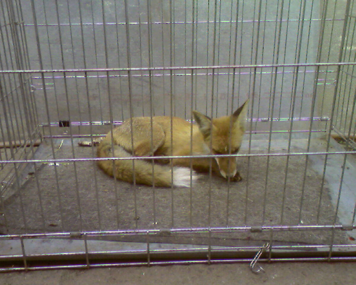 В собачьей клетке