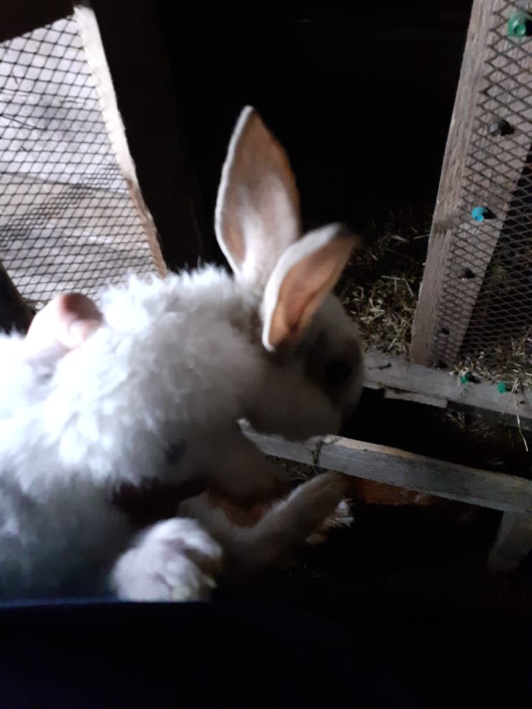 Такие вот красавицы