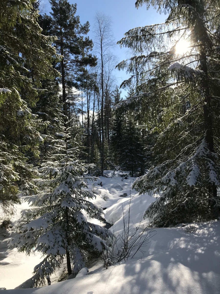 Елочка, укрытая снегом стоит у ручья. Фото: Planka