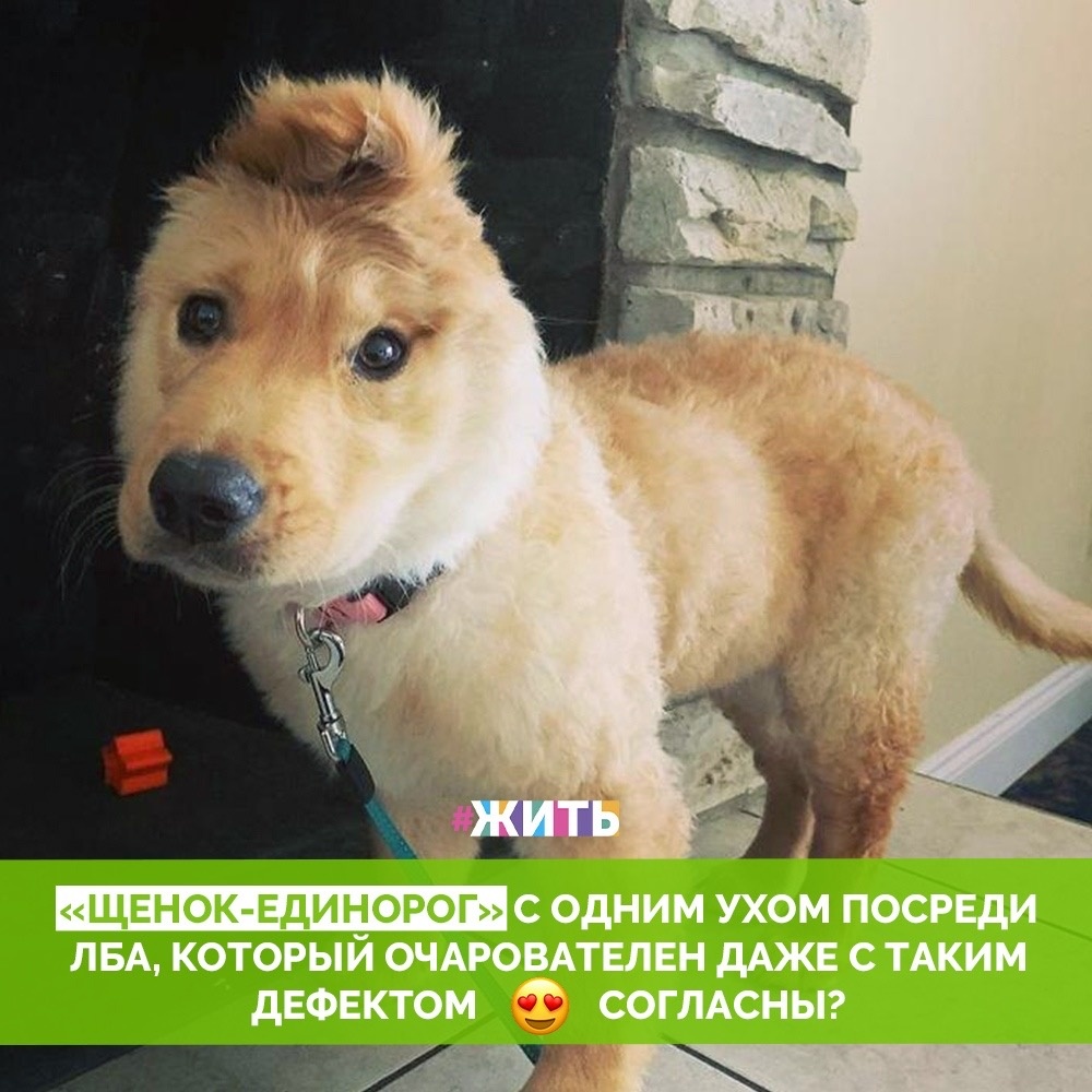 Щенки и котята безоговорочно милейшие существа, чья очаровательность не поддаётся сомнению. И даже те из них, кто имеет дефекты или особенности. Если щеночек родился с одним глазом или у него проблемы с конечностями, это вовсе не означает, что он какой-то неправильный, а наоборот подчёркивает его уникальность. Так было и с пёсиком золотистого ретривера, который родился с одним ухом, что впоследствии сделало его «единорогом», известным на весь интернет💓

Наша уникальность - это наша изуминка. Даже если это дефект, изъян или какой-либо недостаток. Для кого-то - это станет настоящим сокровищем☀️

#жить #проектжить #животные