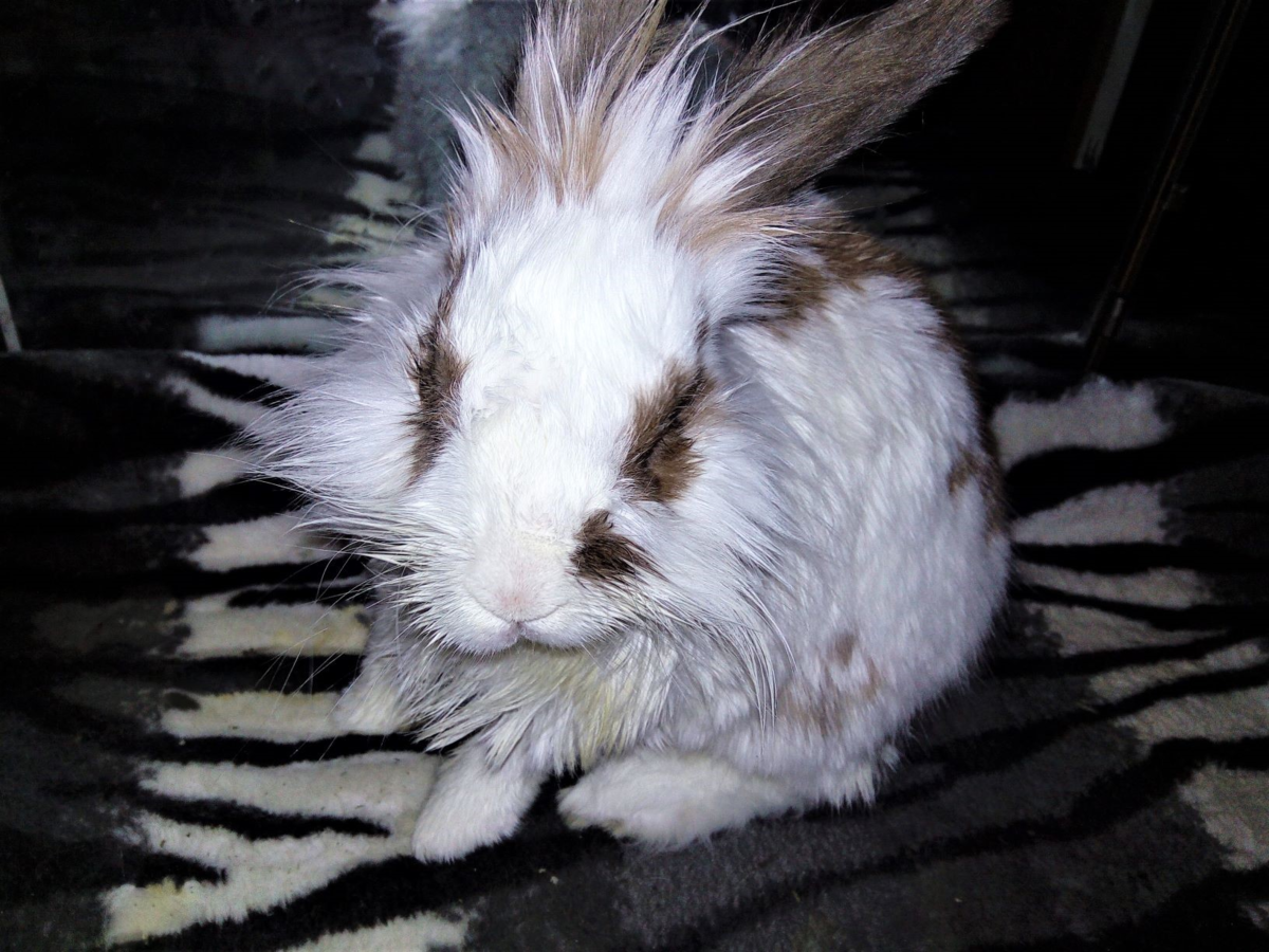 Тошка весь в масле. Но это как раз вообще не страшно. Фото автора.