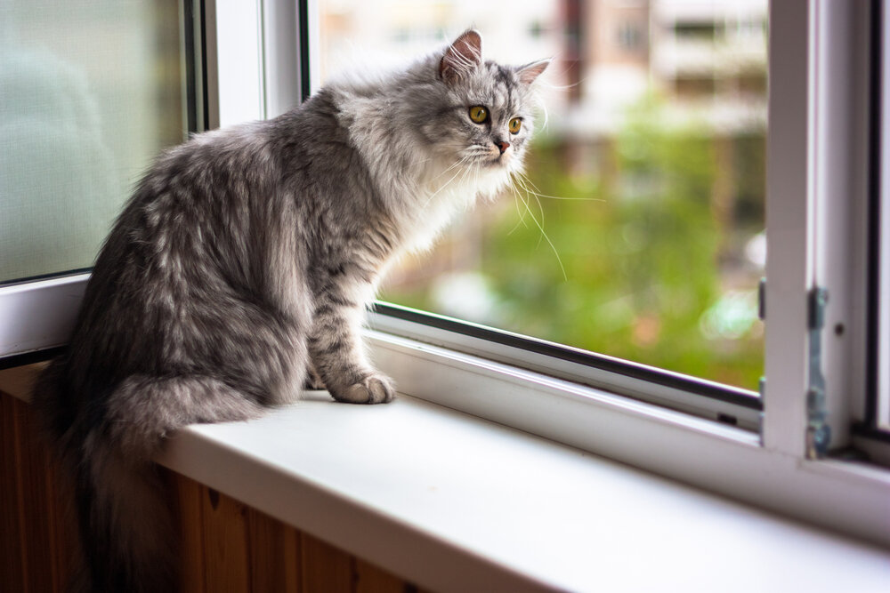 нельзя оставлять кота у открытого окна (фото goldenpawsvet.com)