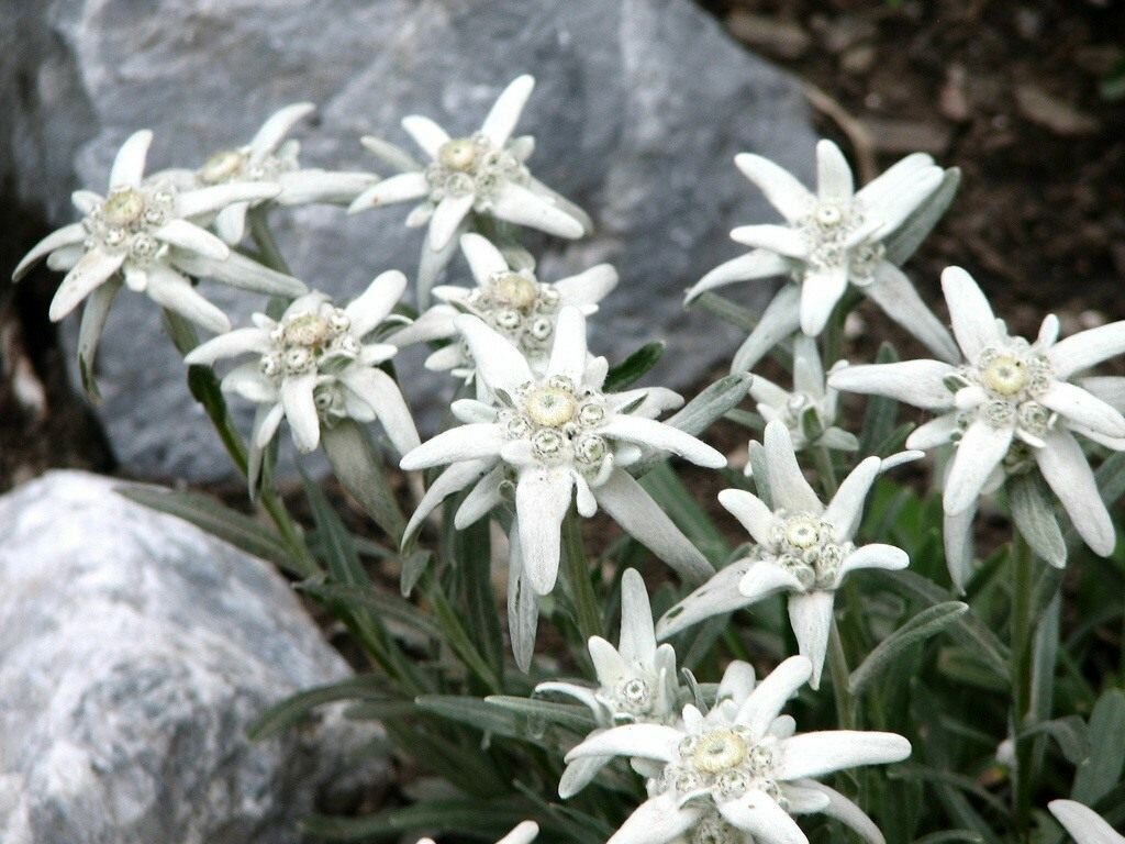 Leontopodium alpinum Cass Эдельвейс Альпийский