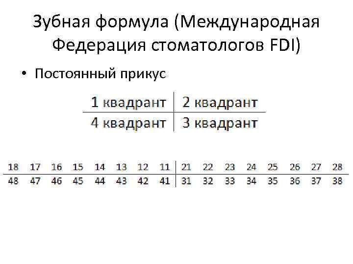 Зубная формула картинка