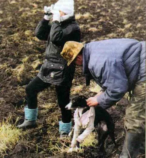  Очерк был напечатан в № 8 журнала «Природа и охота» за 2001 год. К сожалению редакция не поместила уточнённый стандарт этой собаки.