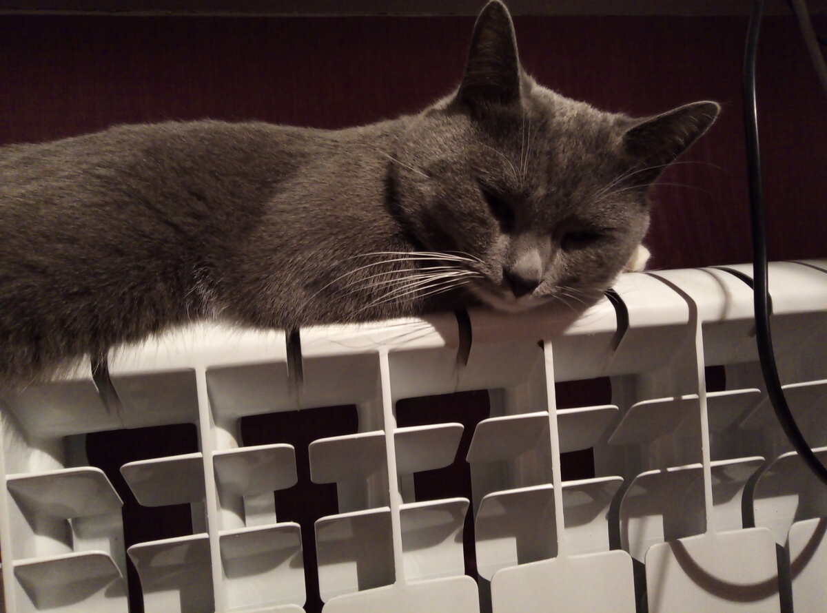 Почему кошки любят спать на батареях