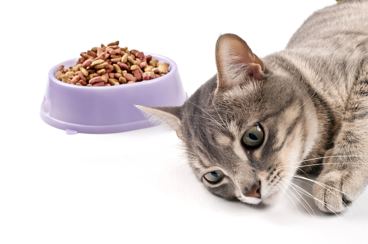как накормить кошку если она отказывается от еды