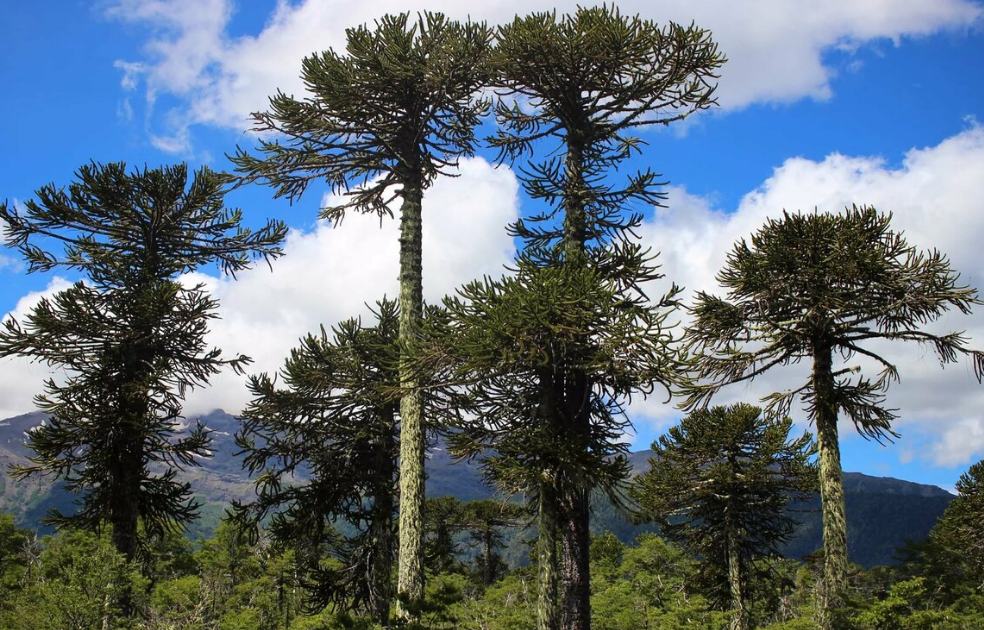 Фото деревьев в Новой Каледонии.