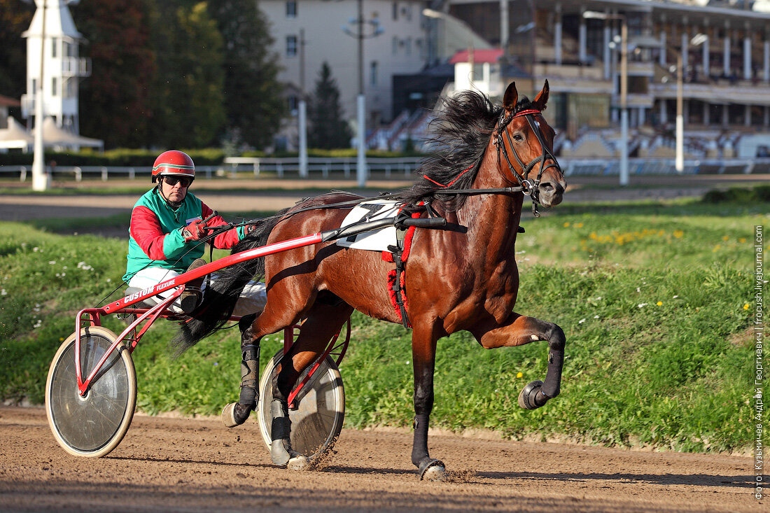 Орловский рысак бега. Верховая езда на орловском рысаке. Орловский рысак бега. Русский рысак порода лошадей. Рысистые бега.