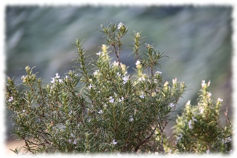 Изображение с сайта https://naychnoe-pitanie.ru/wp-content/uploads/2020/04/rozmarin.jpg