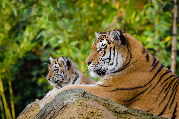 Всё о тиграх: интересные факты и заблуждения | FACTUM-INFO | Дзен