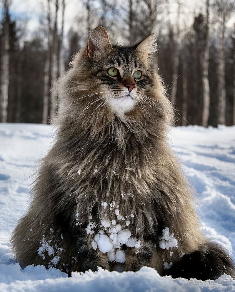 Лесные породы. Норвежская длинношерстная Лесная кошка. Норвежская Лесная Норвежские Лесные кошки. Skogkatt - Норвежская Лесная кошка.. Сибирская длинношерстная кошка.