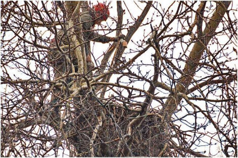 Фото предоставлено ФГБУ "Волжско-Камский государственный заповедник"
