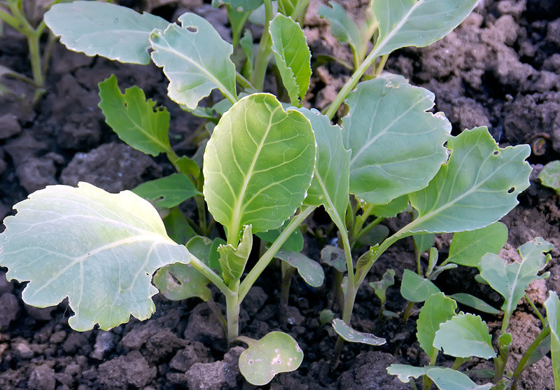 Молодые саженцы капусты