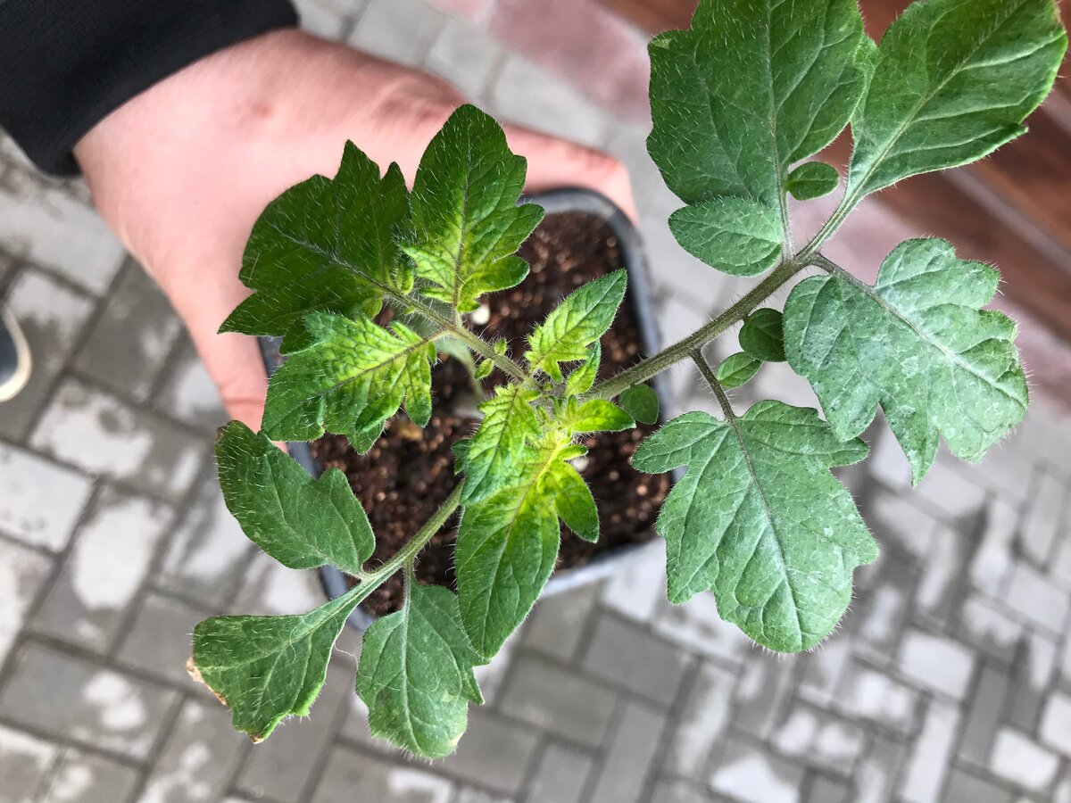 Дефицит железа у томатов. Хлороз листьев