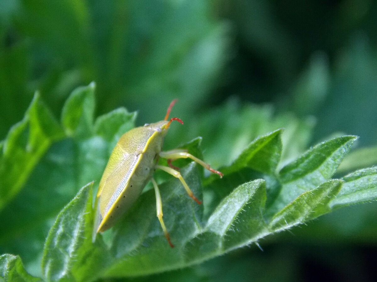 Первые шаги=) Как меня удивили тогда эти "дырочки" на панцире Щитника Зелёного.. Nikon COOLPIX L810