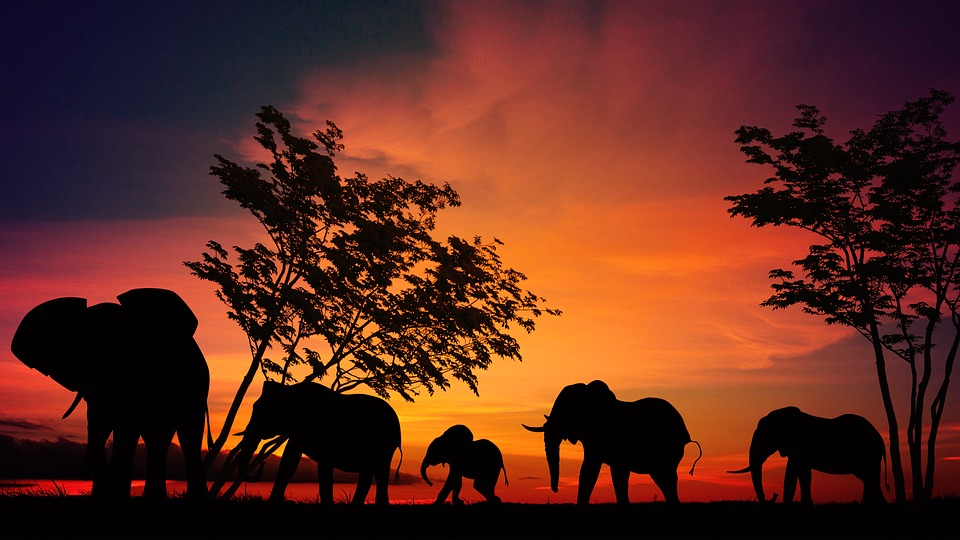 https://pixabay.com/illustrations/elephant-africa-savannah-serengeti-2231690/