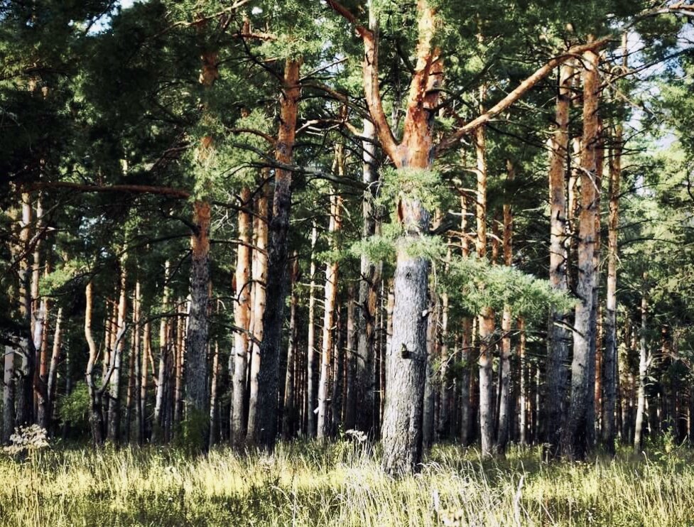 Сосновый бор