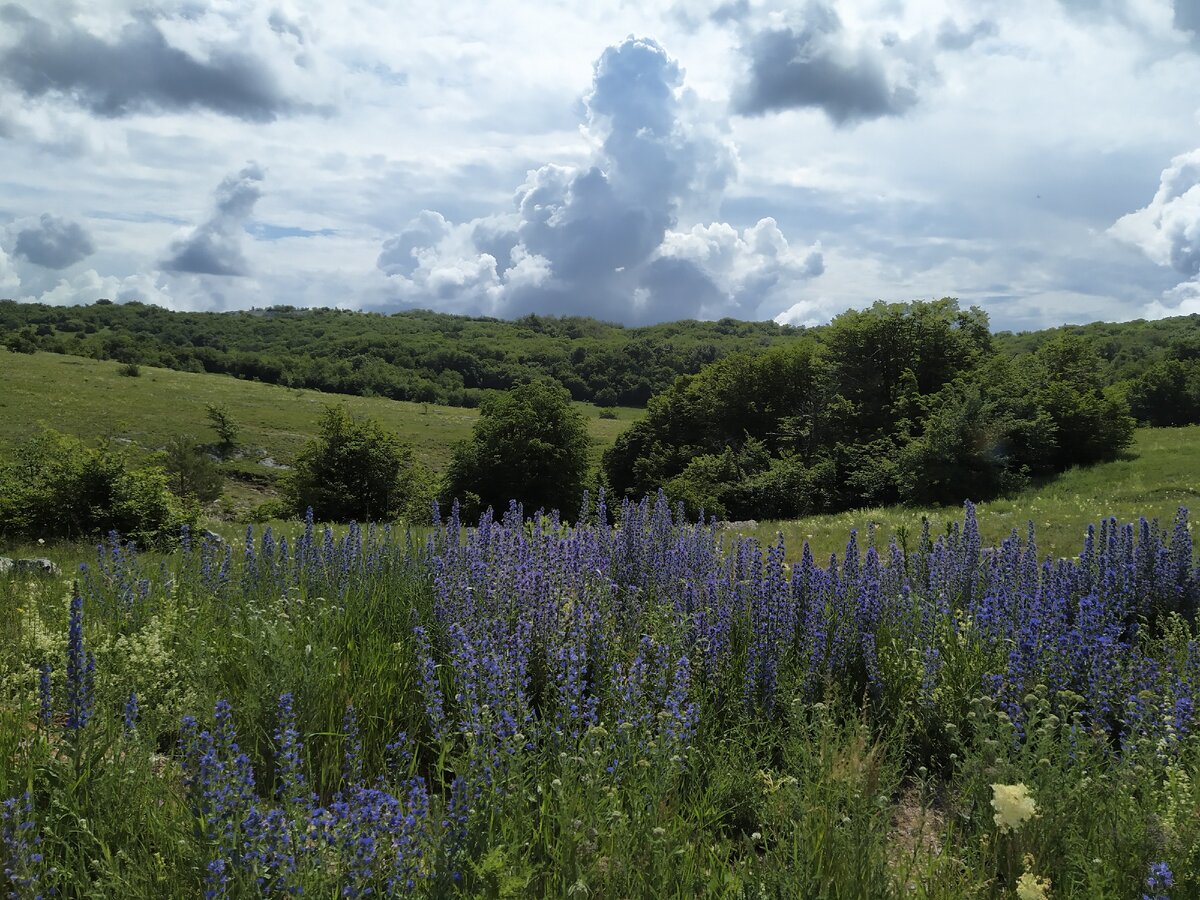 А вот наш старый приятель - Синяк обыкновенный. Оказывается, он ядовитый: "Все части растения ядовиты, так как содержат циноглоссин – яд, подобный кураре, а также консолидин, также являющийся сильным нервным ядом." (Цитата из Википедии).