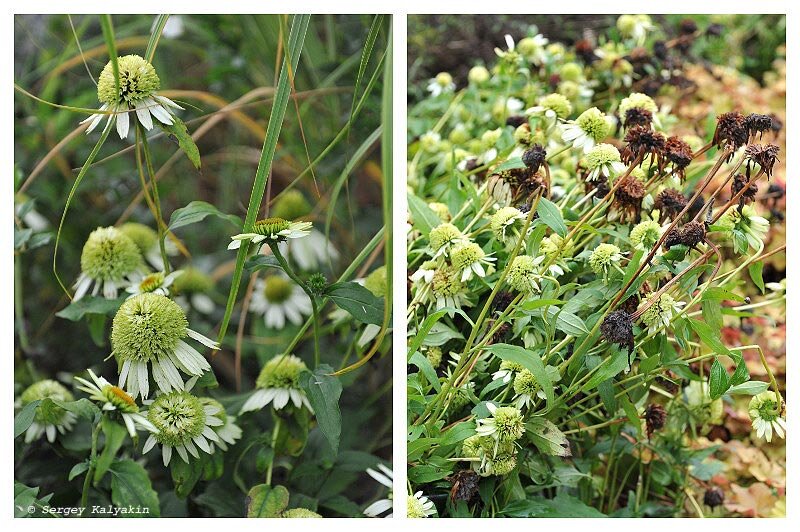 Эхинацея ‘Coconut Lime’