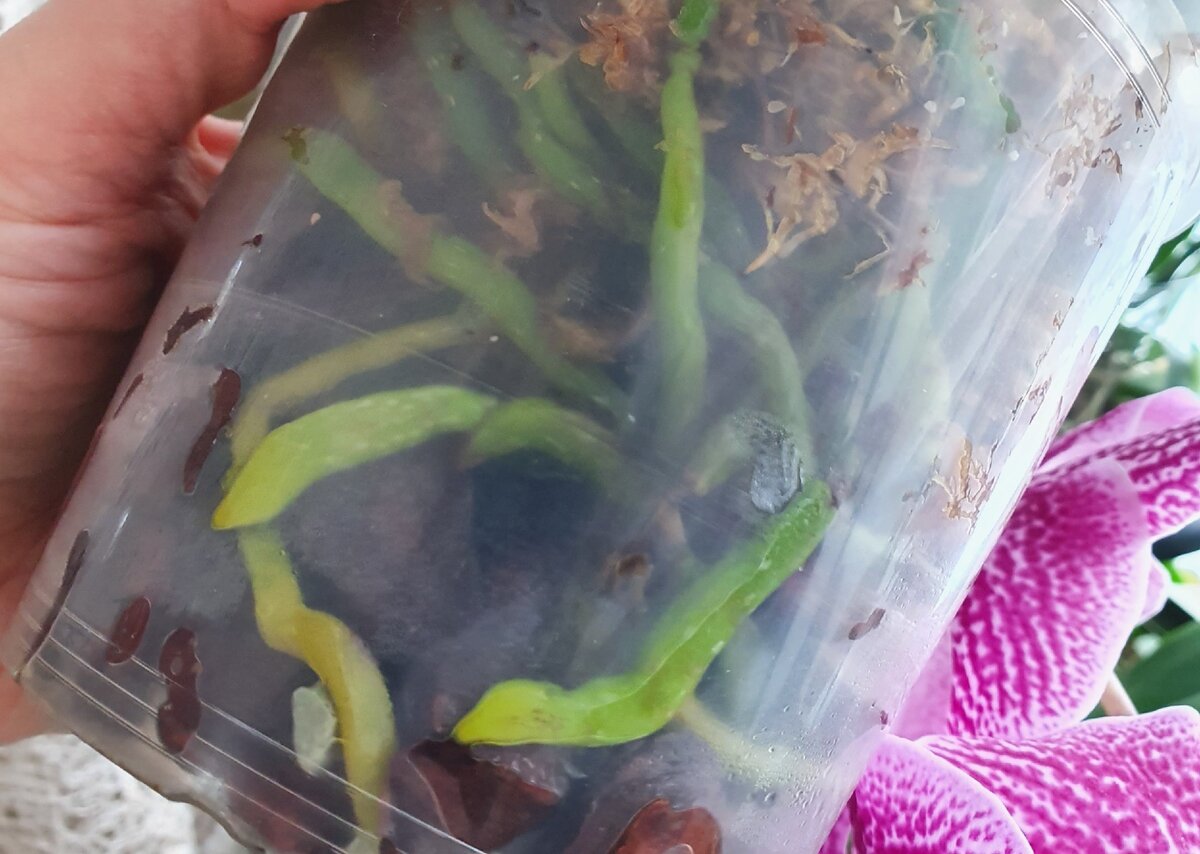 Такие корни - норма