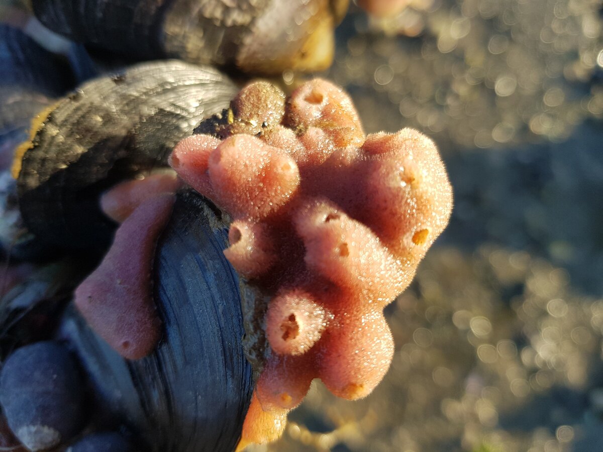 Розовая губка