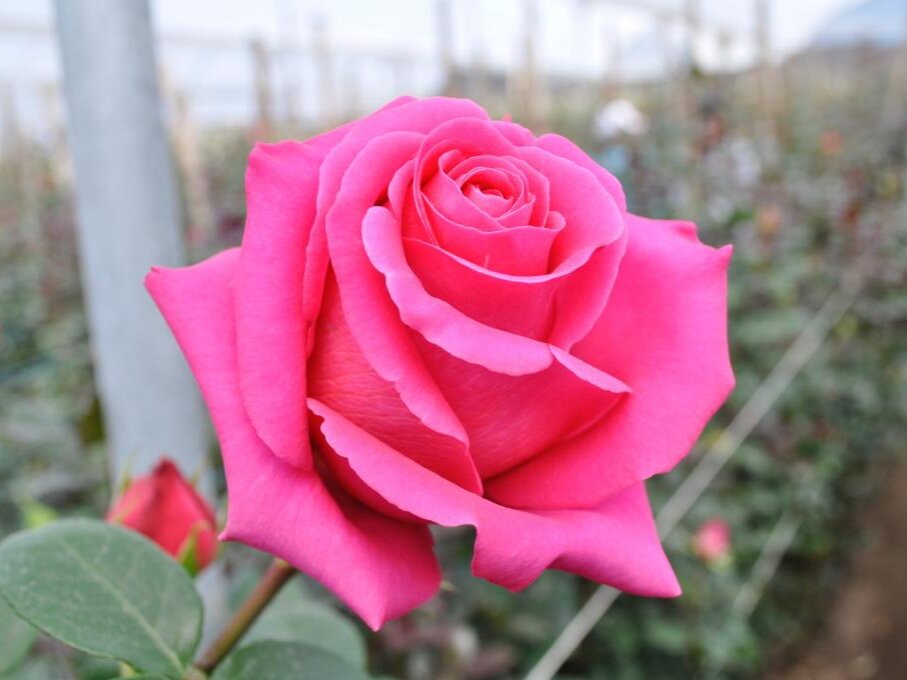 Роза Топаз. Фото: excellentflowersinc.com